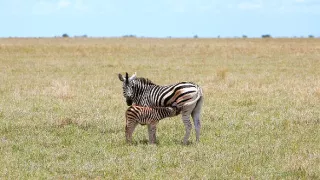 Veľké putovania zvierat