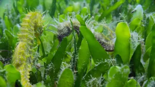 Portugalsko - divočina medzi pevninou a oceánom