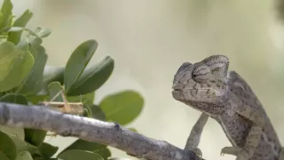 Portugalsko - divočina medzi pevninou a oceánom