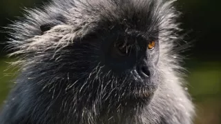 Malajzia, krajina ako mozaika