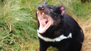 Tasmánie: Zvláštně úžasná