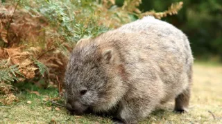 Tasmánie: Zvláštně úžasná