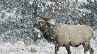 Narozeni ve Skalnatých horách (2/2)