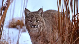 Narozeni ve Skalnatých horách (2/2)