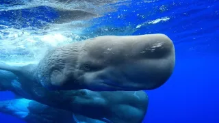 Perfektní rodiče v přírodě