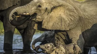 Perfektní rodiče v přírodě