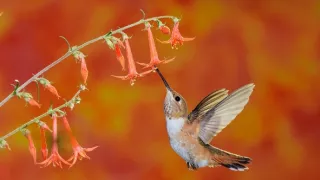 Národný park Big Bend