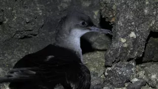 Nezdolné súostrovie