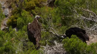 Nezdolné súostrovie