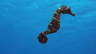 Nezdolné súostrovie