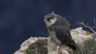 Nezdolné súostrovie