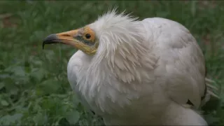 Nezdolné súostrovie