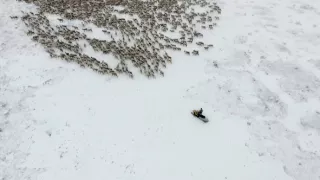 Volanie skutočného severu (2)