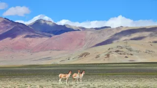 Tajemství asijské divočiny (1)