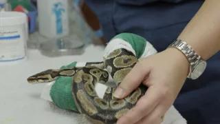 Pohotovost pro exotická zvířata II (2)