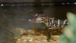 Pozoruhodný svět mláďat (2/6)