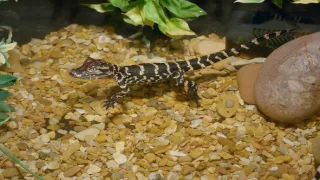 Pozoruhodný svět mláďat (2/6)