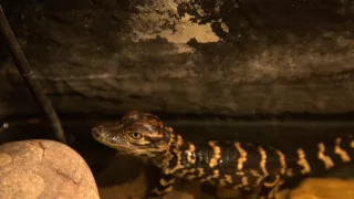 Pozoruhodný svět mláďat (2/6)