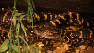 Pozoruhodný svět mláďat (2/6)