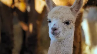 Pozoruhodný svět mláďat (2/6)