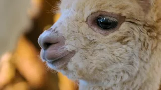 Pozoruhodný svět mláďat (2/6)