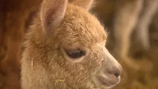 Pozoruhodný svět mláďat (2/6)