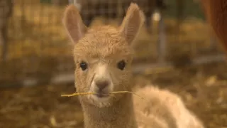 Pozoruhodný svět mláďat (2/6)