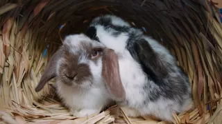 Pozoruhodný svět mláďat (2/6)