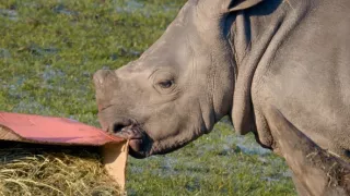 Pozoruhodný svět mláďat (2/6)