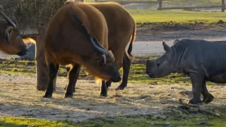 Pozoruhodný svět mláďat (2/6)