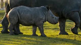 Pozoruhodný svět mláďat (2/6)