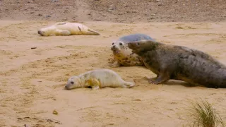 Pozoruhodný svět mláďat (2/6)