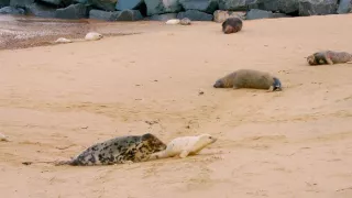 Pozoruhodný svět mláďat (2/6)