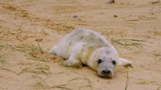 Pozoruhodný svět mláďat (2/6)