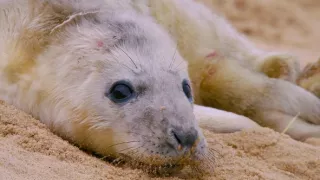 Pozoruhodný svět mláďat (2/6)