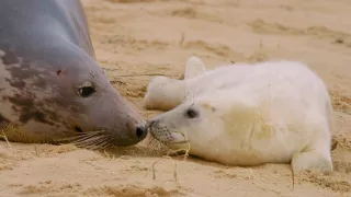 Pozoruhodný svět mláďat (2/6)