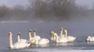 Veľká vtáčia migrácia