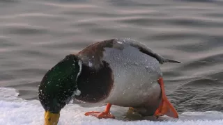 Veľká vtáčia migrácia