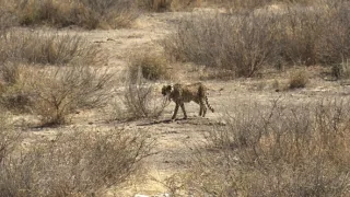 Kráľovstvo divočiny: Gepard, Namíbia