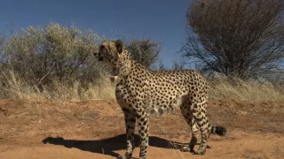 Kráľovstvo divočiny: Gepard, Namíbia