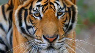 Posledné prírodné raje (5/6)