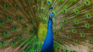 Posledné prírodné raje (5/6)