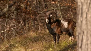 Čarovné hory v srdci Nemecka