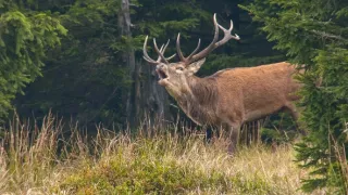Čarovné hory v srdci Nemecka