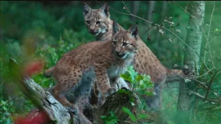 Čarovné hory v srdci Nemecka