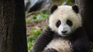 Zázračná planéta: Neľahký život medveďov