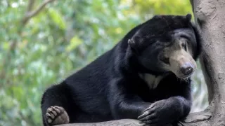 Zázračná planéta: Neľahký život medveďov