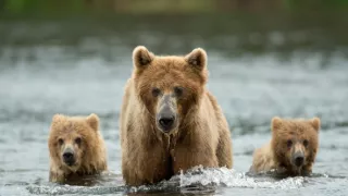 Zázračná planéta: Neľahký život medveďov