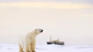 Zázračná planéta: Neľahký život medveďov