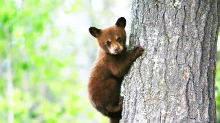 Zázračná planéta: Neľahký život medveďov